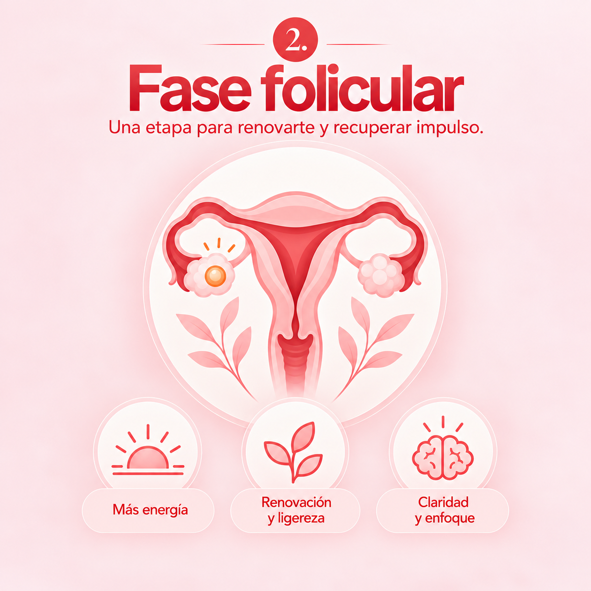 Fase folicular